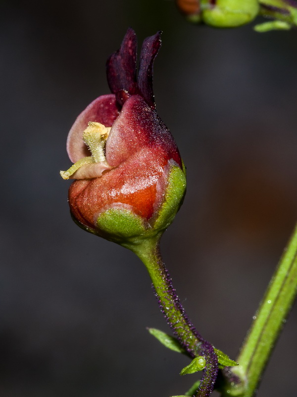 Scrophularia tanacetifolia.15