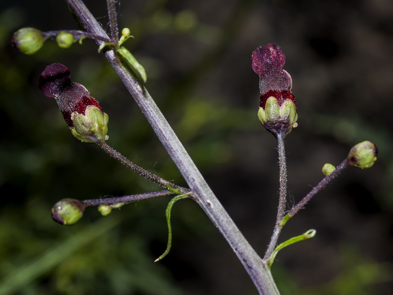 Scrophularia tanacetifolia.17