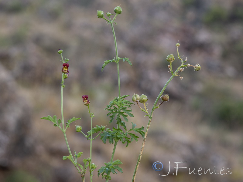 Scrophularia tanacetifolia.19