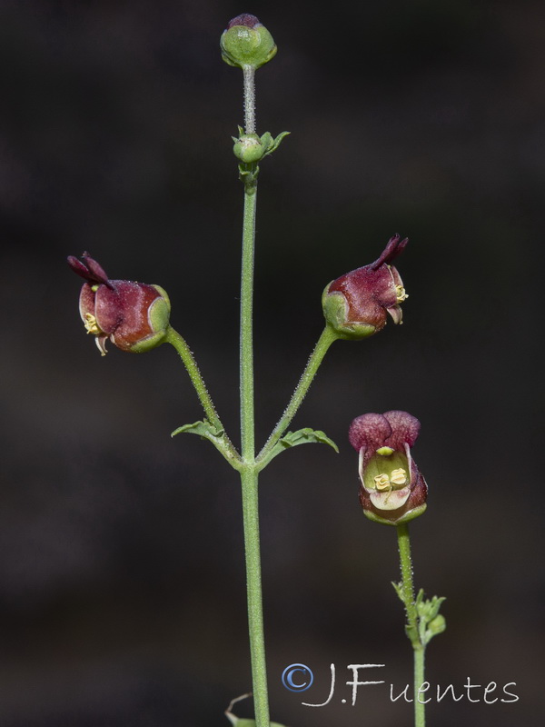 Scrophularia tanacetifolia.21