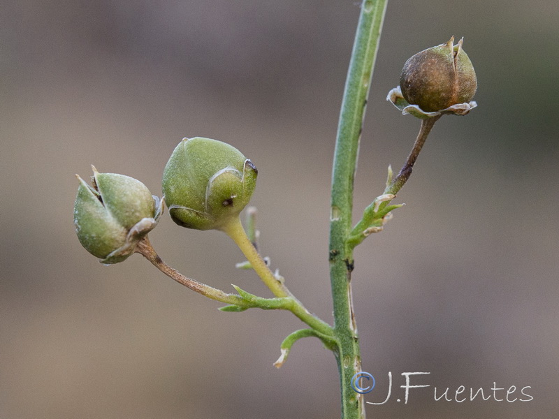 Scrophularia tanacetifolia.23