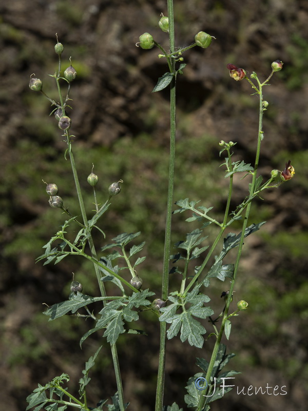 Scrophularia tanacetifolia.03