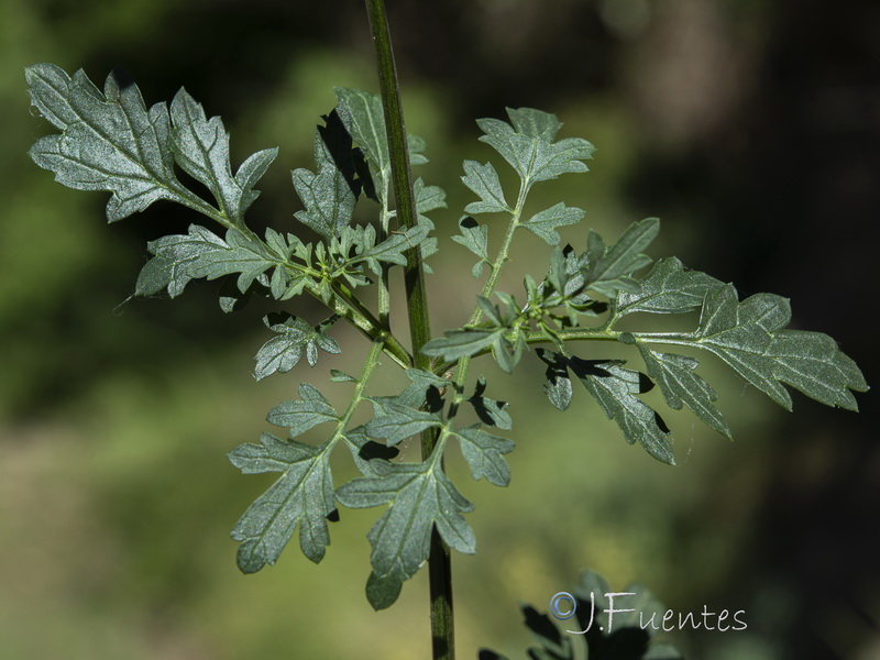Scrophularia tanacetifolia.05