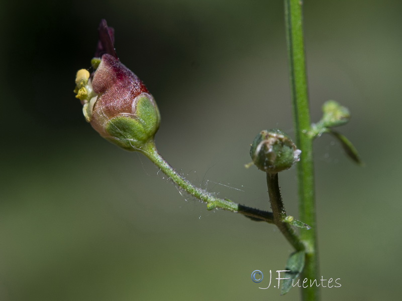 Scrophularia tanacetifolia.27