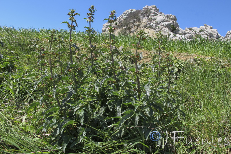 Scrophularia viciosoi.01