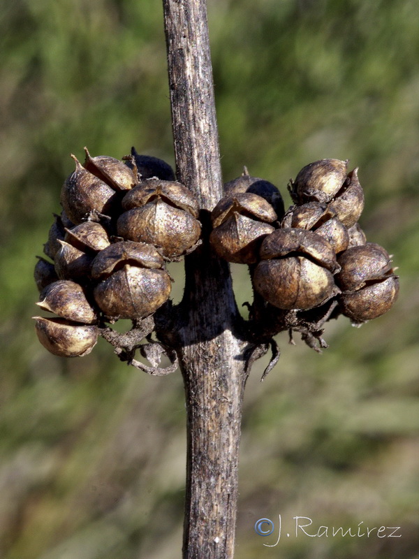 Scrophularia viciosoi.15