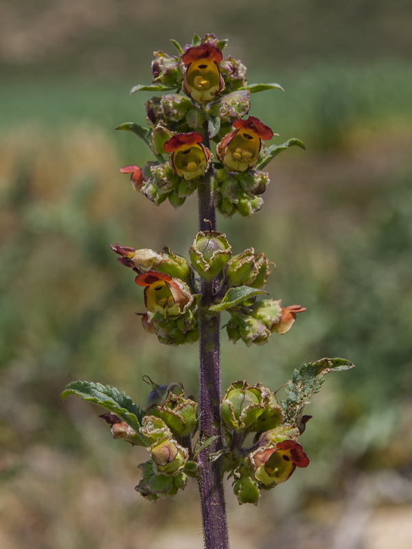 Scrophularia viciosoi.19