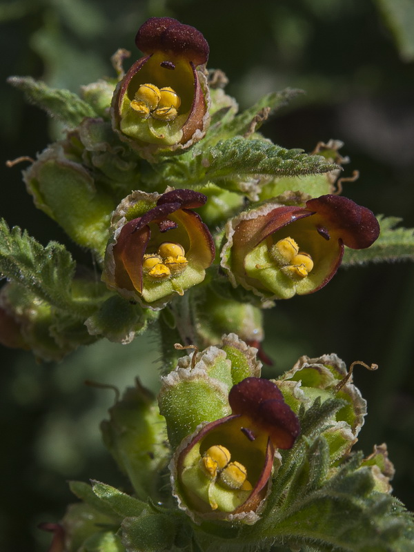 Scrophularia viciosoi.21