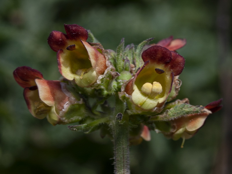 Scrophularia viciosoi.22