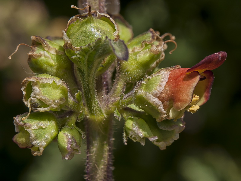Scrophularia viciosoi.24