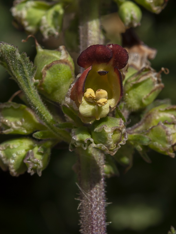 Scrophularia viciosoi.26