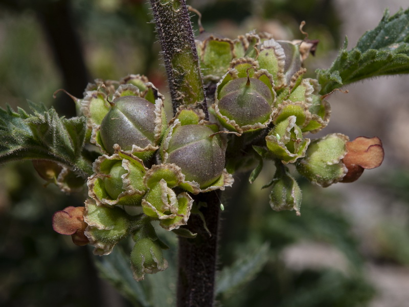 Scrophularia viciosoi.27