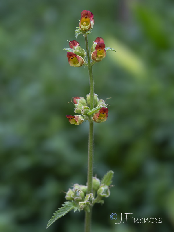 Scrophularia viciosoi.28