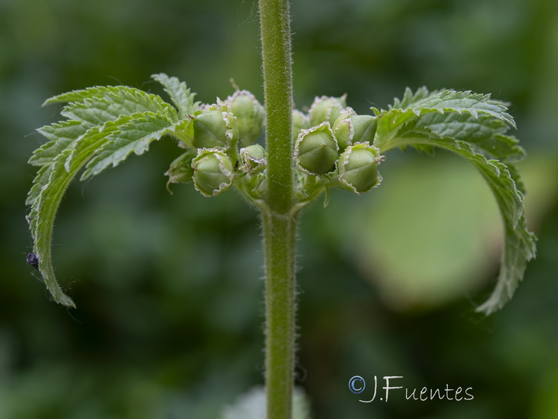 Scrophularia viciosoi.29