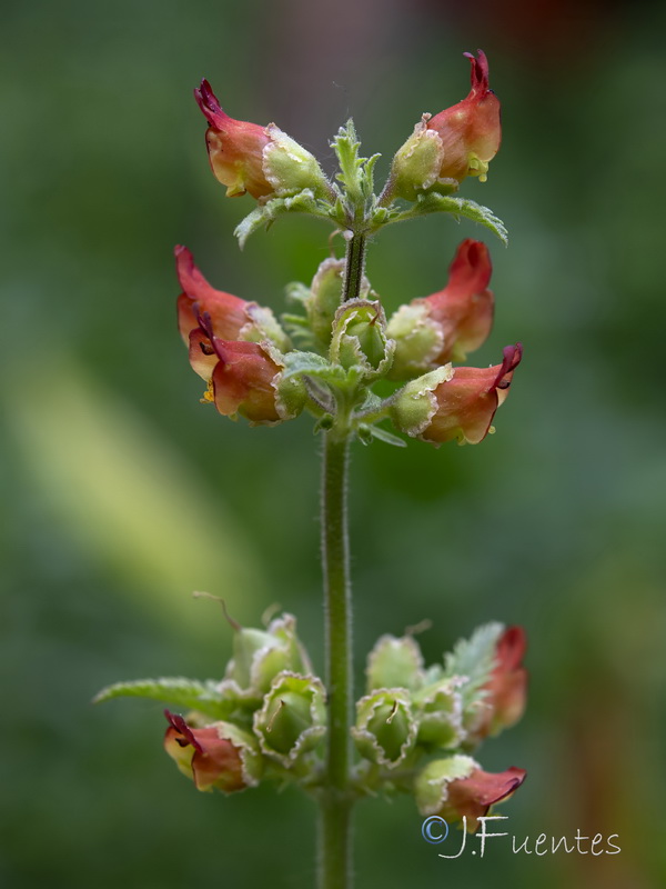 Scrophularia viciosoi.30