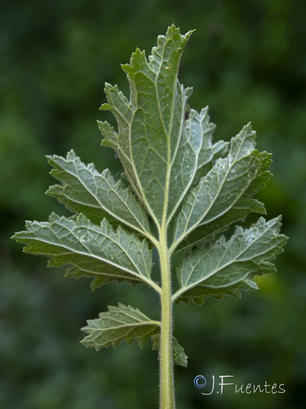 Scrophularia viciosoi.32