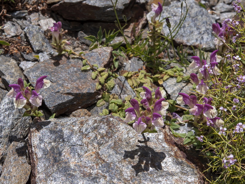Scutellaria alpina alpina.01
