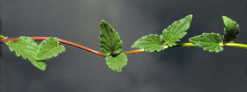 Scutellaria alpina alpina.03