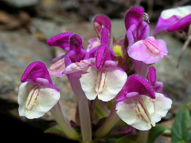 Scutellaria alpina alpina.05