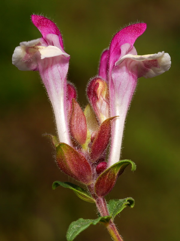 Scutellaria alpina alpina.07