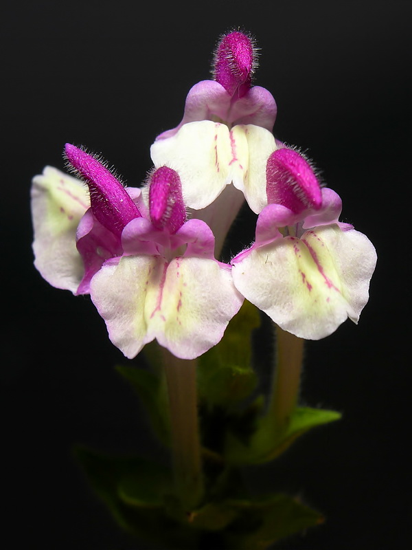 Scutellaria alpina alpina.08