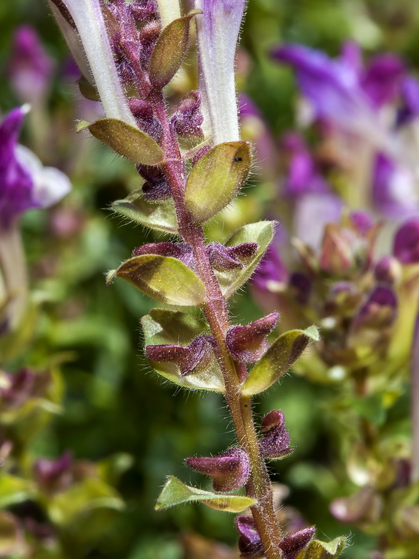 Scutellaria alpina alpina.09