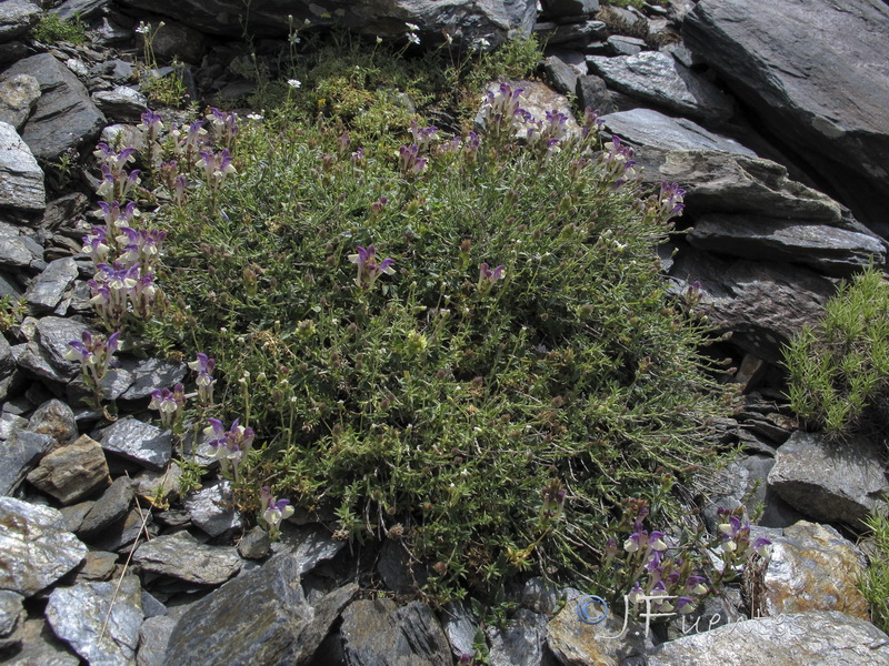 Scutellaria alpina alpina.11