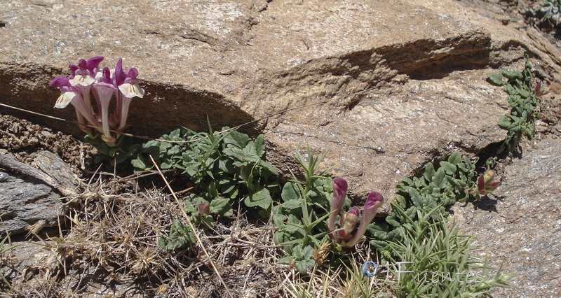 Scutellaria alpina alpina.12