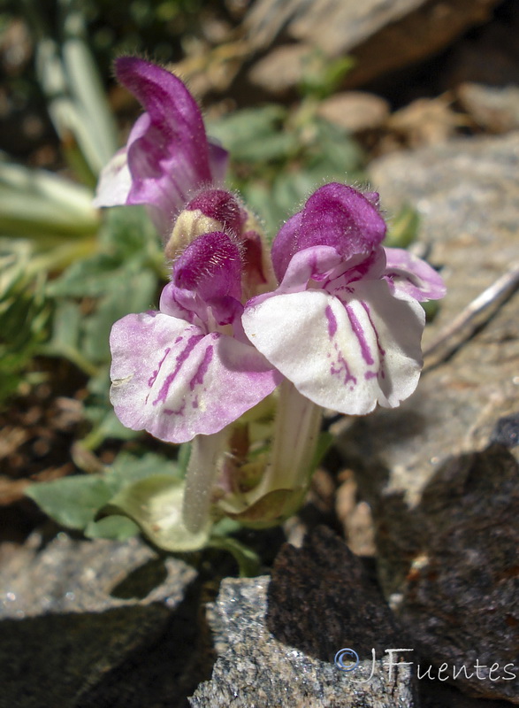 Scutellaria alpina alpina.18