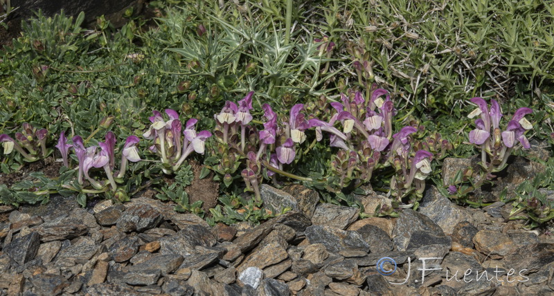 Scutellaria alpina alpina.11
