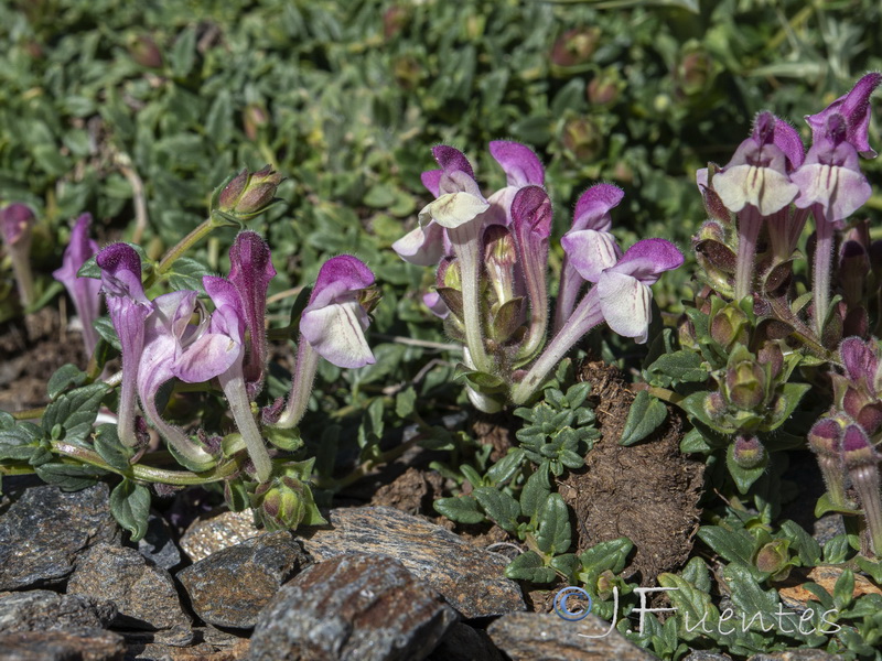 Scutellaria alpina alpina.14