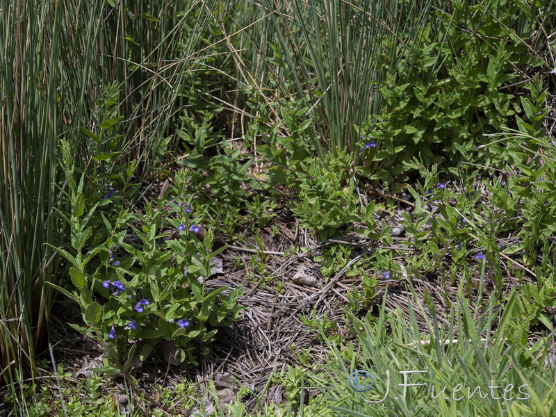 Scutellaria galericulata.01