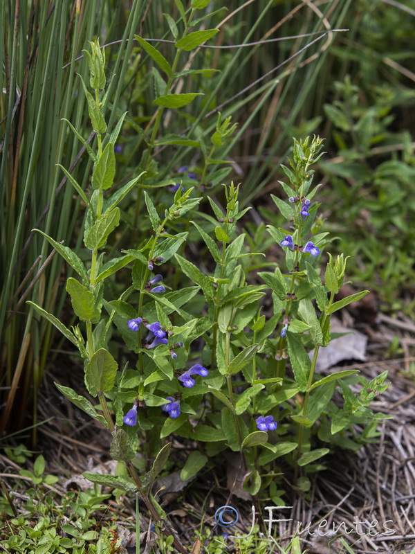 Scutellaria galericulata.03