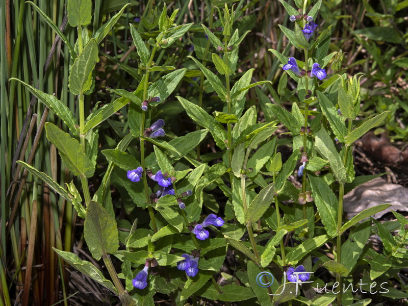 Scutellaria galericulata.05