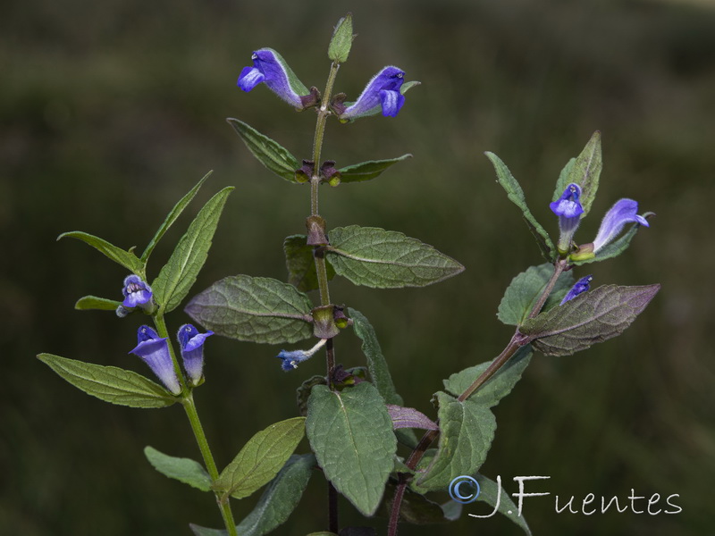 Scutellaria galericulata.07