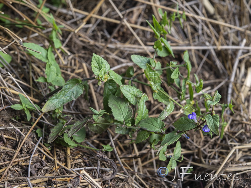 Scutellaria galericulata.04