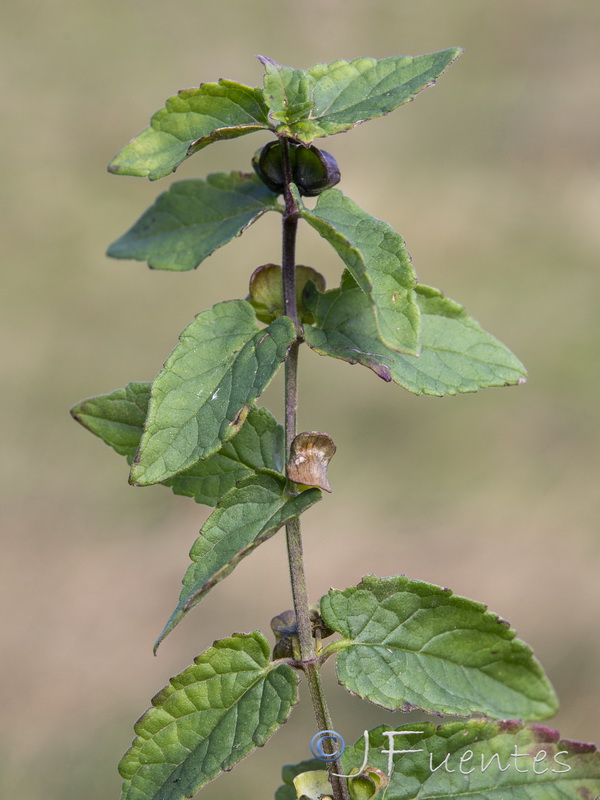 Scutellaria galericulata.10