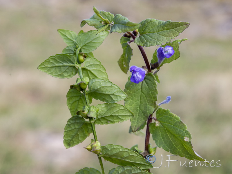 Scutellaria galericulata.11