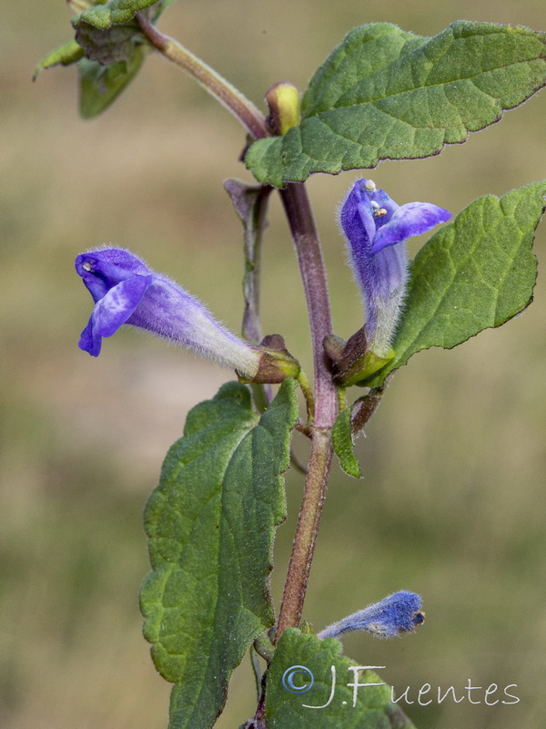 Scutellaria galericulata.13