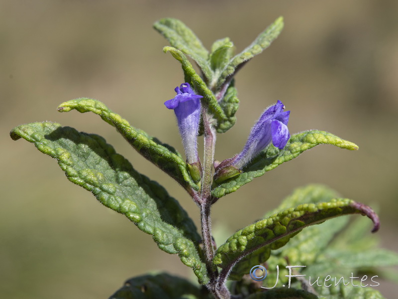 Scutellaria galericulata.14