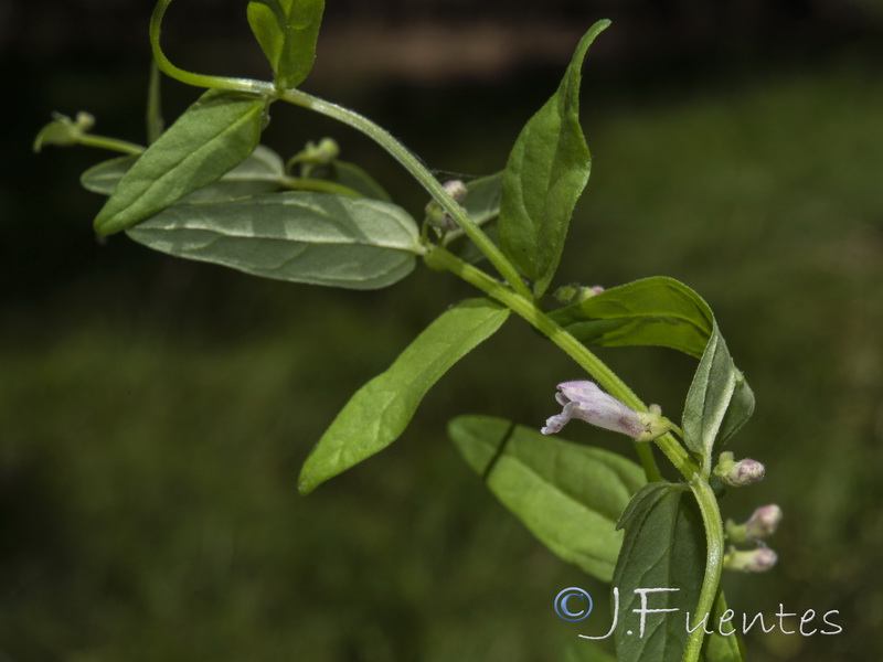 Scutellaria minor.02