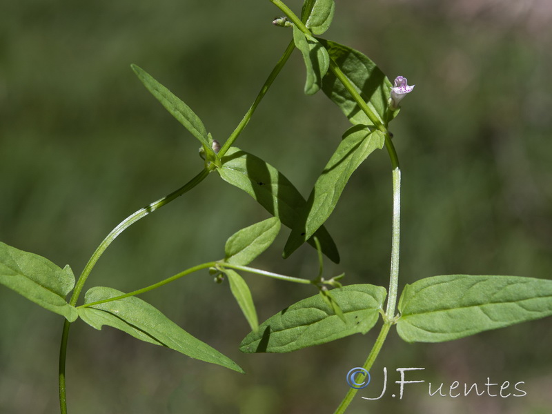Scutellaria minor.03