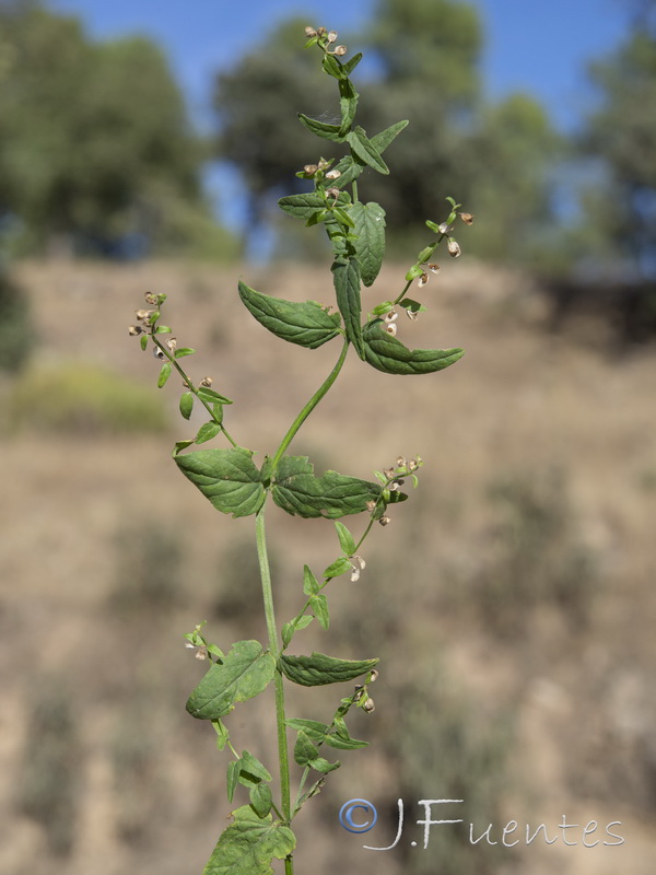 Scutellaria minor.04