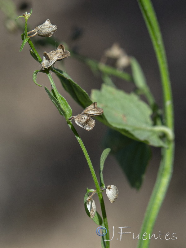 Scutellaria minor.05