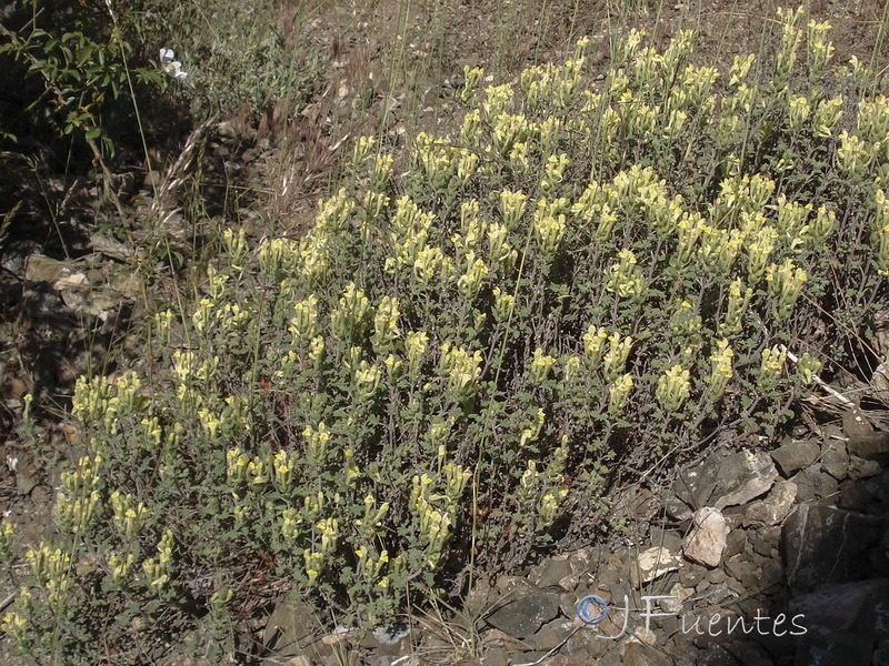 Scutellaria orientalis hispanica.01