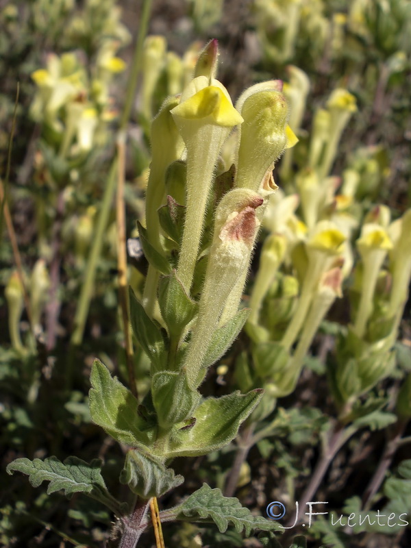 Scutellaria orientalis hispanica.02