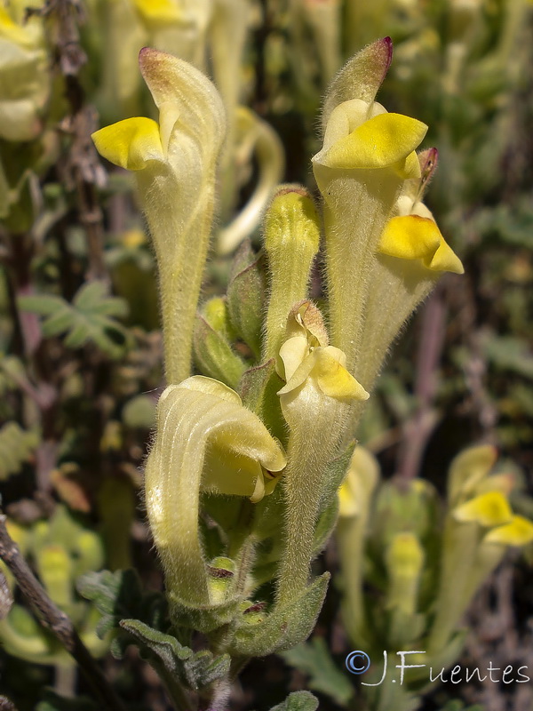 Scutellaria orientalis hispanica.03