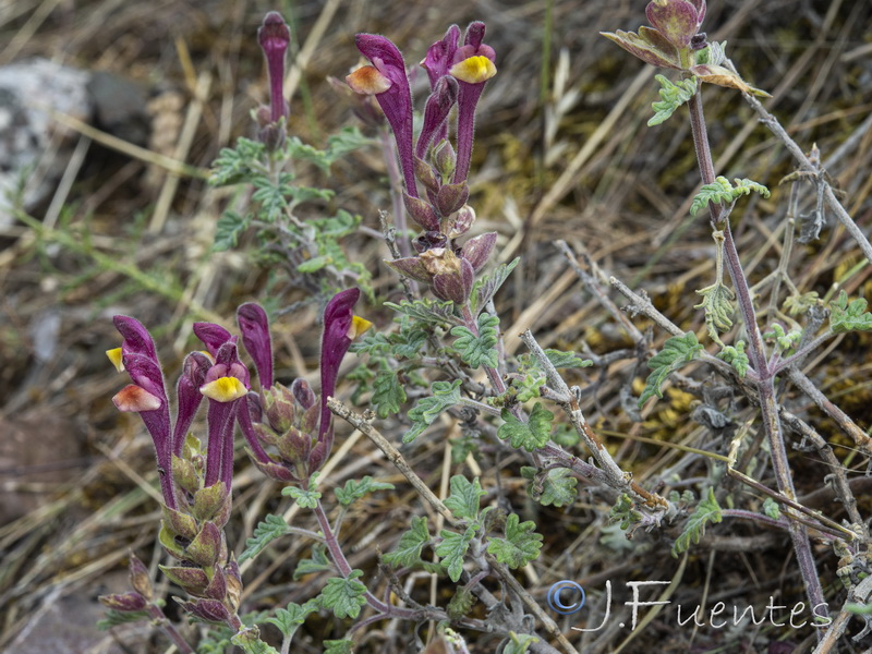 Scutellaria orientalis hispanica.05