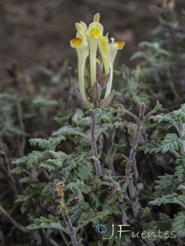 Scutellaria orientalis hispanica.06