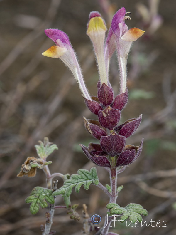 Scutellaria orientalis hispanica.07